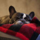 022266165842 Tall Tails Brand Dog Blanket Fleece Throw Plaid