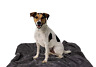 02bt003m05sxl03us Petsloveit Lightweight Premium Fluffy Thick Dog Cat Blanket 696591777188