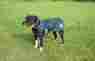 Kd533pc-xlox 1680d Kensington Platinum Dog Turnout Coat 789088078575