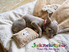 Last1 2sided Luxury Blanket Embossed Animal Print Jackrocketwear Nwt Lg Olive Dog Pet Carrier Bag Bed Crate