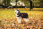 44753 Horseware Ireland Rambo Ionic Dog Blanket