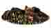 500-063 Mirage Jb Camo Jumbo Size Pet Blanket 099994058753