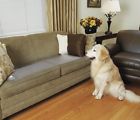 634252114095 Petsafe Scatmat Indoor Pet
