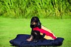 649982771883 Rambo Blankets Deluxe Dog Blanket Large Navy Supplies