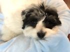 670221791843 Higher Comfort Super Soft Pet Blue Blanket For