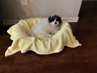 670221791874 Higher Comfort Super Soft Pet Yellow Blanket For