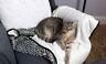692769278631 Waloo New Premium Reversible Dog Cat Blanket No