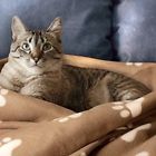 694202209752 Animal Planet Ultra Soft Blanket