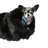 703158188995 Tiger Dreamz Trundle Pet Bed Way Black Bear