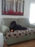 716417032144 Rza Pet Blanket Large For Dog Cat Animal