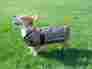 75-101652 Kensington Protective Dog Sheet Deluxe Black Plaid Large Save Msrp 39