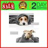 799862391806 Aiperro Pack Premium Fluffy Fleece Dog Blanket Soft
