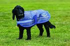 802084 Weatherbeeta Parka 1200d Dog 9329028016451