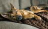 842229102574 Pawmate New Thermanap Plush Velvet Pet Blanket