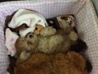 00753646884540 884540 Dog Blanket Anxiety Aid 753646884540