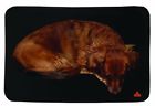 9511l Thermafur Air Activated Heating Dog Pad Blankets Supplies Pet