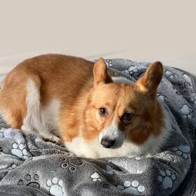 Aiwek 734172912334 Glow Waterproof Dog Blanket Pattern Printing Super Soft Warm Fluffy Faceclot