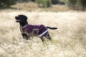 Rrr0j2-gfbm-yl Amigo Ripstop Waterproof Dog Blanket