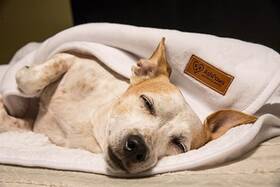 Ashpaws 860012215607 Soft Cozy Pet Blanket For Cats And Dogs Water-repellent Perfect Snuggl Inch
