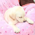 Bktneopi1m 1 Mihachi Puppy Blanket 740972981708