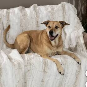 C738581a-2598-4e Brentwood Originals Oversized Waterproof Pet Blanket And Furniture Prote
