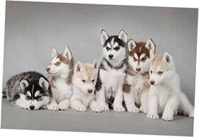 Craig Aitken 6427520900421 Husky Dog Throw Blanket For Couch 50 Inch X80 Funny Litter Throws X 80