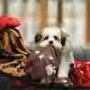 Dbp1tpe Linen Avenue Pet Blanket Taupe See Promotion Below 766686932614
