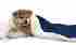 Dog3060-blue Kritterworld Pet Dog Cat Puppy