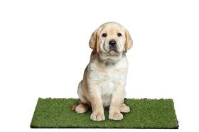 Garland Rug Pm000m024036k8 Outdoor Artificial Grass Puppy Pad 24 Inch X 36 Non-toxic Real