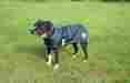 Kd533pc-xsox Kensington Platinum Dog Turnout Coat 1680d X-small Onyx 789088078520