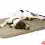 Kh1080 K H Mfg Medium Lectro-soft Heated Bed With Cover 19 X 24 Inches