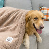 Lf1824 Allisandro Premium Fluffy Dog Cat Upgrade Double Thickness 696592896796
