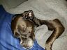 Lf1828 Allisandro Fluffy Thick Lightweight Dog Blanket Upgrade Version 715624270196
