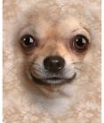 Ltd Chihuahua Dog Breed Fleece Throw Blanket 810069021690