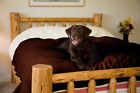 Mambe Blanket Company Bed Cover Blankets Waterproof Dog Puppy Pet Bedroom Sofa Chocolate Large 610585996249