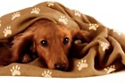 Od366-brown Pets Pad Paw Print 638865974787