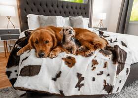 Paw Brands 810085911838 Pupprotector Waterproof Throw Blanket For Dogs And Cats Pet Cover