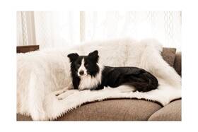 Pup91113-kw Paw Brands Pupprotector Waterproof Throw Blanket For Dogs And Cats Pet Cover Fo