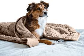 Pawfect Blanket 628011888112 Nappy Puppy - Weighted Dog Specially Designed For Anxious Dogs Ex