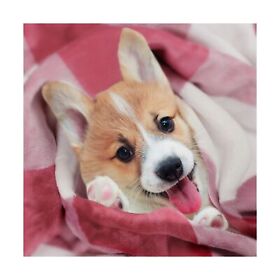 Pet Dog Blanket Flannel Fleece Buffalo Plaid Small-medium Dogs Cats Sleeping