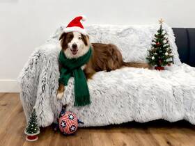Blanket-gy-50x60 Pjyucien Dog Blanket For Medium Large Dogs 60 Inch X50 Pet Blankets With Reve