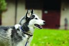 Rcrp50-bmwv-la Horseware Ireland Amigo Dog 649982704102