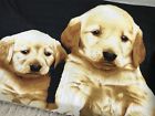 79349  Rn Bluebird Golden Retriever Dog Puppies Beach Towel