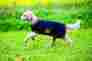 Rra040-bmdb-yl Rambo Waterproof Fleece Dog Blanket Xxlarge Navy Beige Blue 649982631231