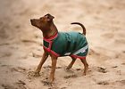 Rra072-gr00-ys Rambo Dog Blankets 649982350323