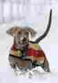 Rra072-vrk0-xl Rambo By Horseware Newmarket Dog Blanket 649982396932