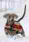 Rra072-vrk0-zl Rambo By Horseware Newmarket Dog Blanket 649982443346