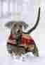 Rra072-vrkj-la Rambo By Horseware Newmarket Dog Blanket Large Witney Charcoal 649982461166