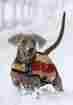 Rra072-vrkn-sm Rambo By Horseware Newmarket Dog Blanket 649982431077