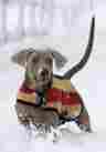 Rra072-vrkn-xs Rambo By Horseware Newmarket Dog Blanket 649982431091